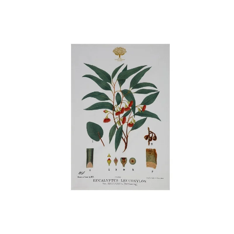 Maxwell & Williams Botanic Tea Towel Flowering Gum