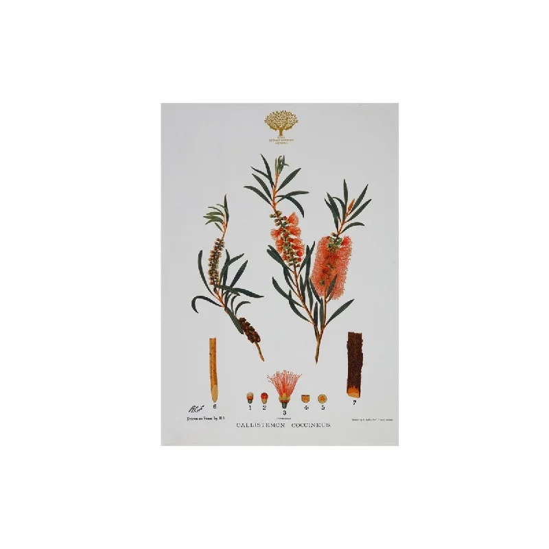 Maxwell & Williams Botanic Tea Towel Bottlebrush