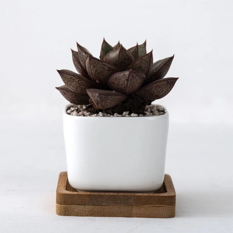 Geometric Succulent Planter (2pc)